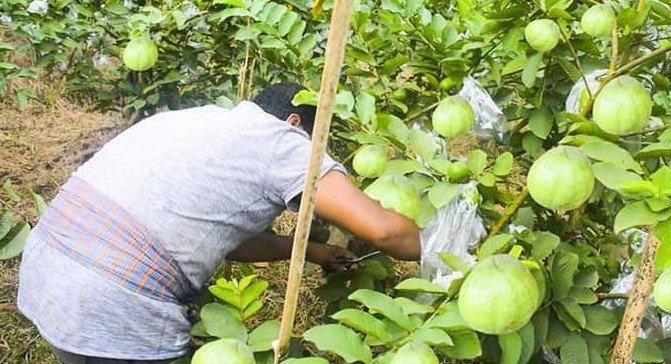 চট্টগ্রামে পেয়ারা চাষে আগ্রহ বাড়ছে কৃষকদের